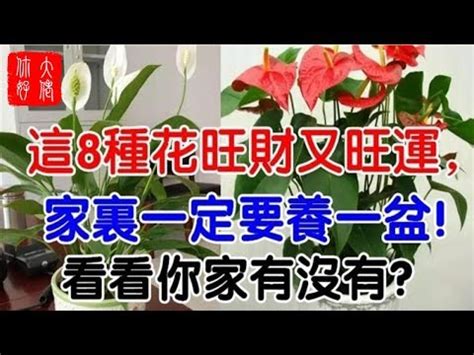 火鶴花風水